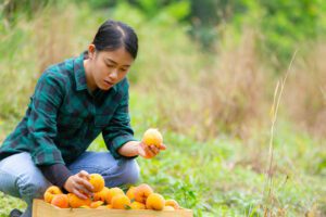 young farmer holding peaches 300x200 1