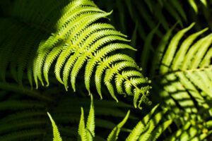 tropical fern leaves 300x200 1